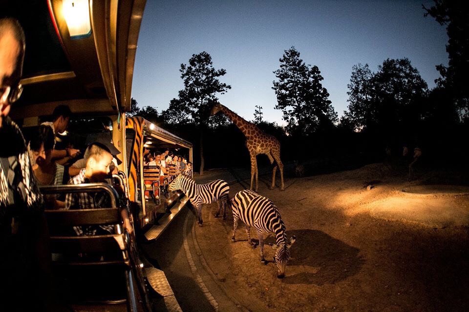 safari night thailand